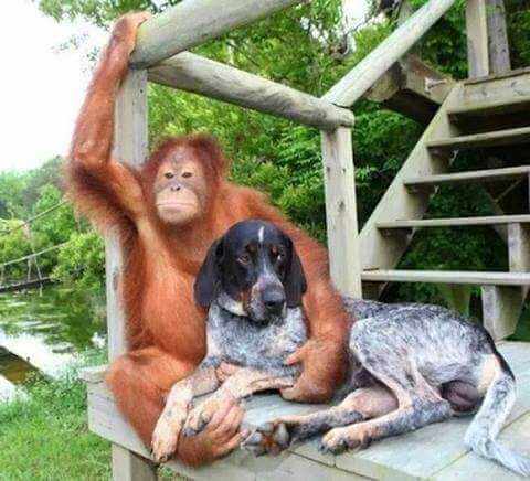 Affe und Hund